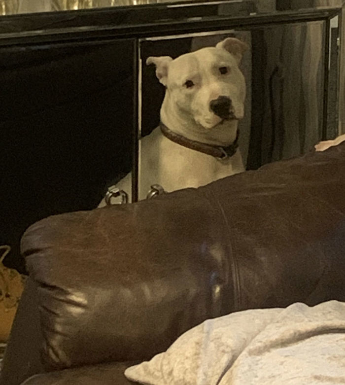 My Dog Does This Too. This Is Her Looking At Me Through A Mirror. Face With Tears Of Joy