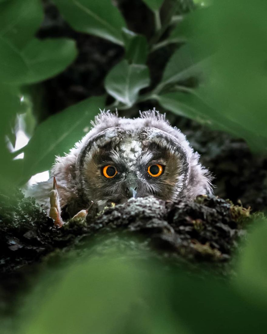 A Finnish Photographer Takes Adorable Photos Of Baby Animals That Would Melt Your Heart