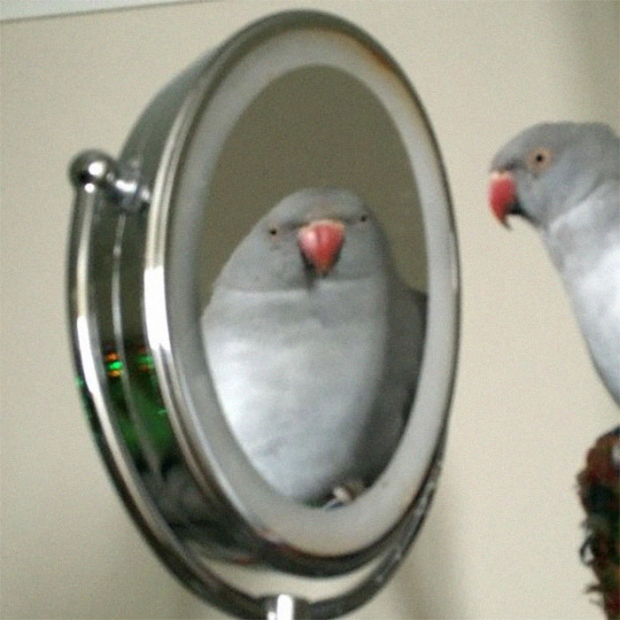 Looking In The Mirror