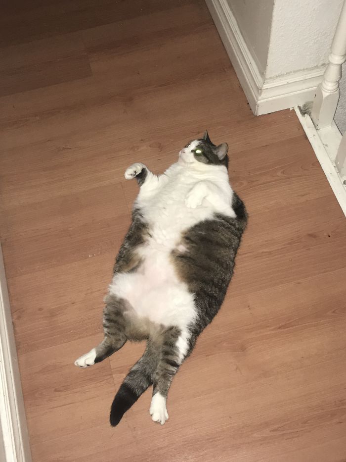 Must Give Belly Rubs To Pass