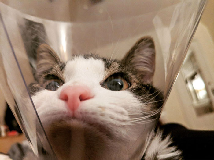 Funny-Pets-With-Cones