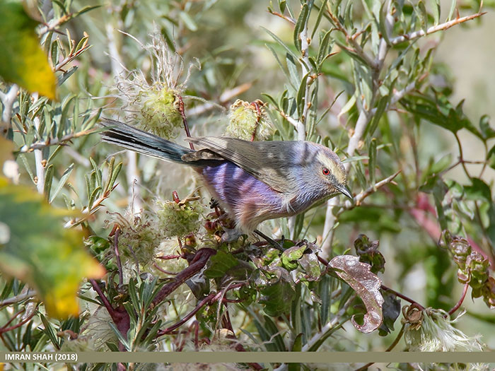 This Rainbow Bird Is Called The White-Browed Tit-Warbler And That Might Be The Silliest Name You've Heard This Rainbow Bird Is Called The White-Browed Tit-Warbler And That Might Be The Silliest Name You've Heard