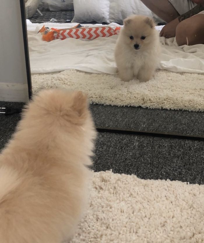 Looking In The Mirror