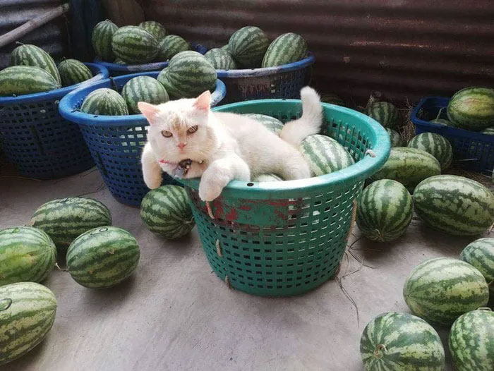 Angry-Looking Cat Supervises Watermelons In Thailand And Is Loved By The Community Angry-Looking Cat Supervises Watermelons In Thailand And Is Loved By The Community
