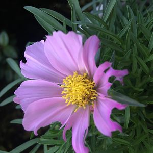 vivianedasilva avatar