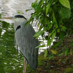 ava_digeorgia avatar