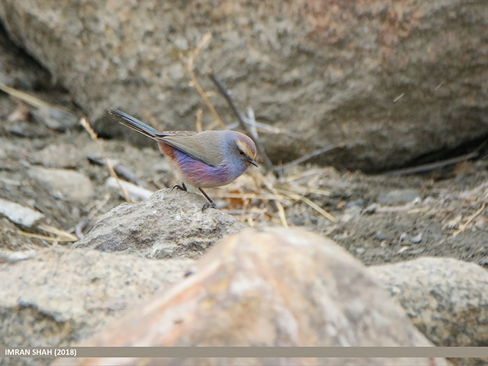 This Rainbow Bird Is Called The White-Browed Tit-Warbler And That Might Be The Silliest Name You've Heard This Rainbow Bird Is Called The White-Browed Tit-Warbler And That Might Be The Silliest Name You've Heard