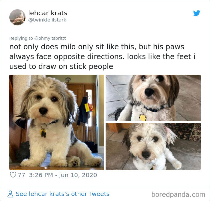 Werid-Sitting-Poses-Pets-Photo