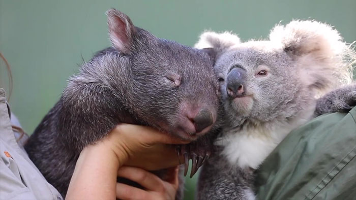 "It’s Unusual To See Them Interact Like This": Surprised Zookeepers Share A Video Of A Koala And A Wombat Becoming Best Buddies During The Lockdown "It’s Unusual To See Them Interact Like This": Surprised Zookeepers Share A Video Of A Koala And A Wombat Becoming Best Buddies During The Lockdown