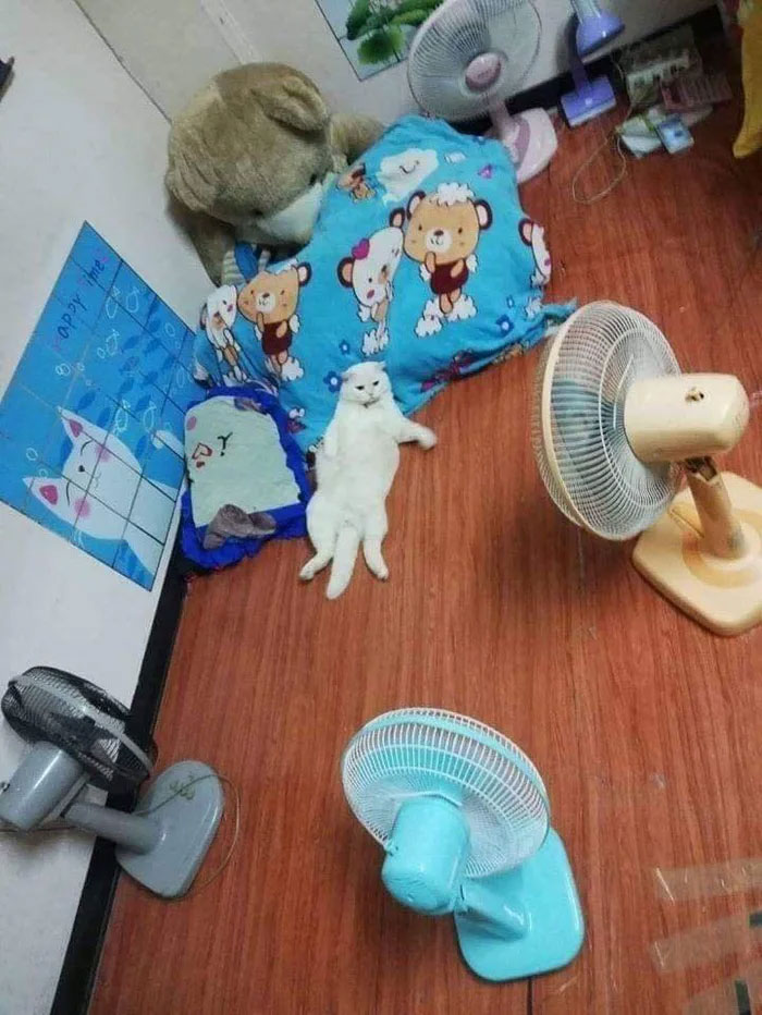 Angry-Looking Cat Supervises Watermelons In Thailand And Is Loved By The Community Angry-Looking Cat Supervises Watermelons In Thailand And Is Loved By The Community