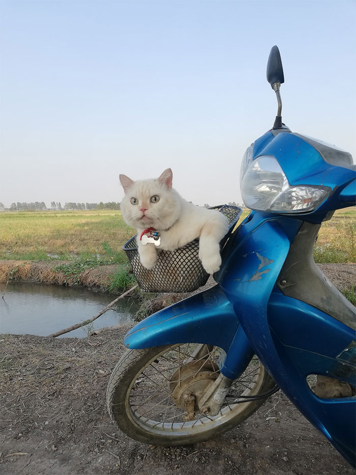 Angry-Looking Cat Supervises Watermelons In Thailand And Is Loved By The Community Angry-Looking Cat Supervises Watermelons In Thailand And Is Loved By The Community