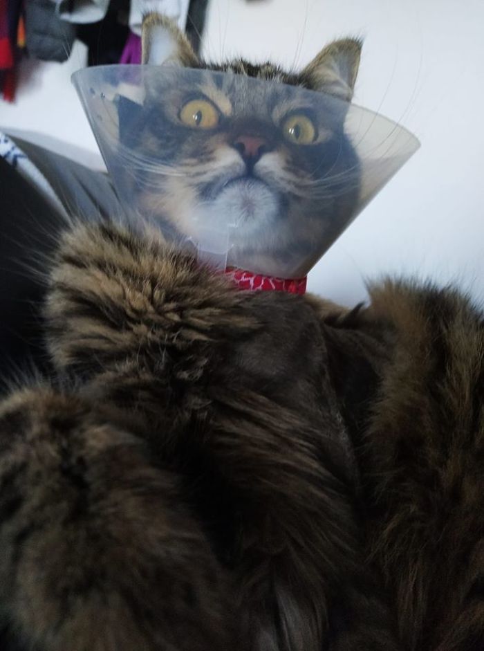 Funny-Pets-With-Cones