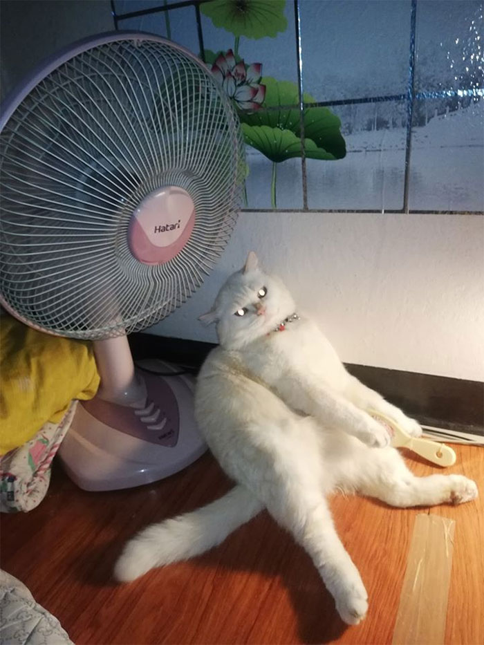 Angry-Looking Cat Supervises Watermelons In Thailand And Is Loved By The Community Angry-Looking Cat Supervises Watermelons In Thailand And Is Loved By The Community