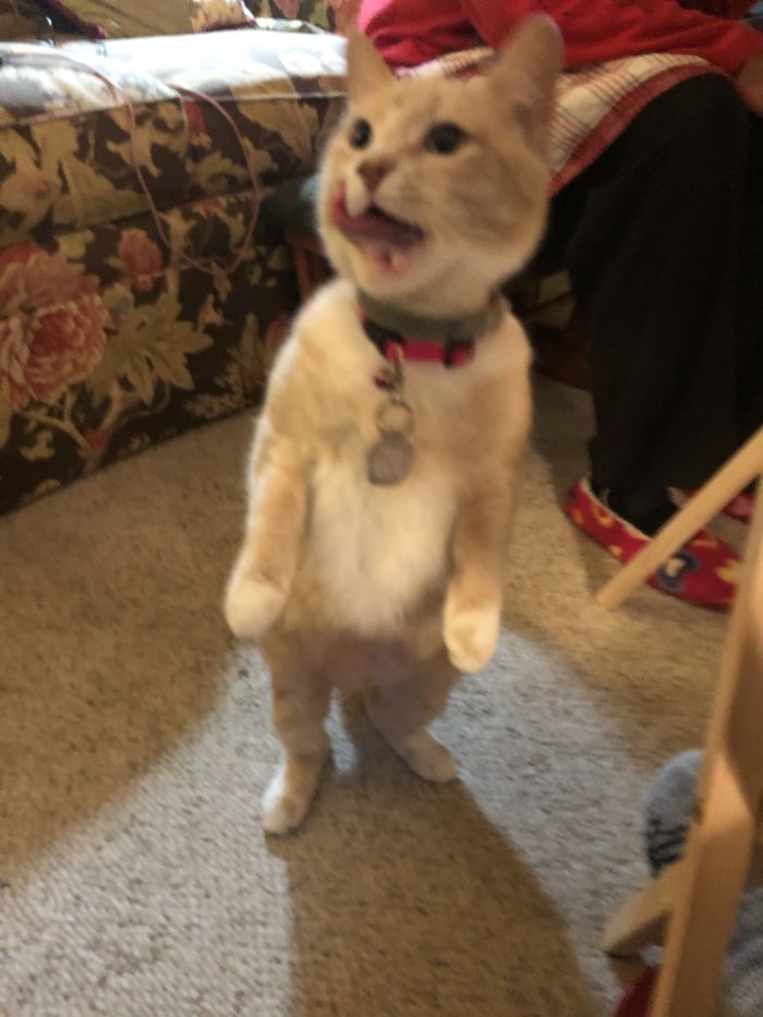 Will Walk For Treats