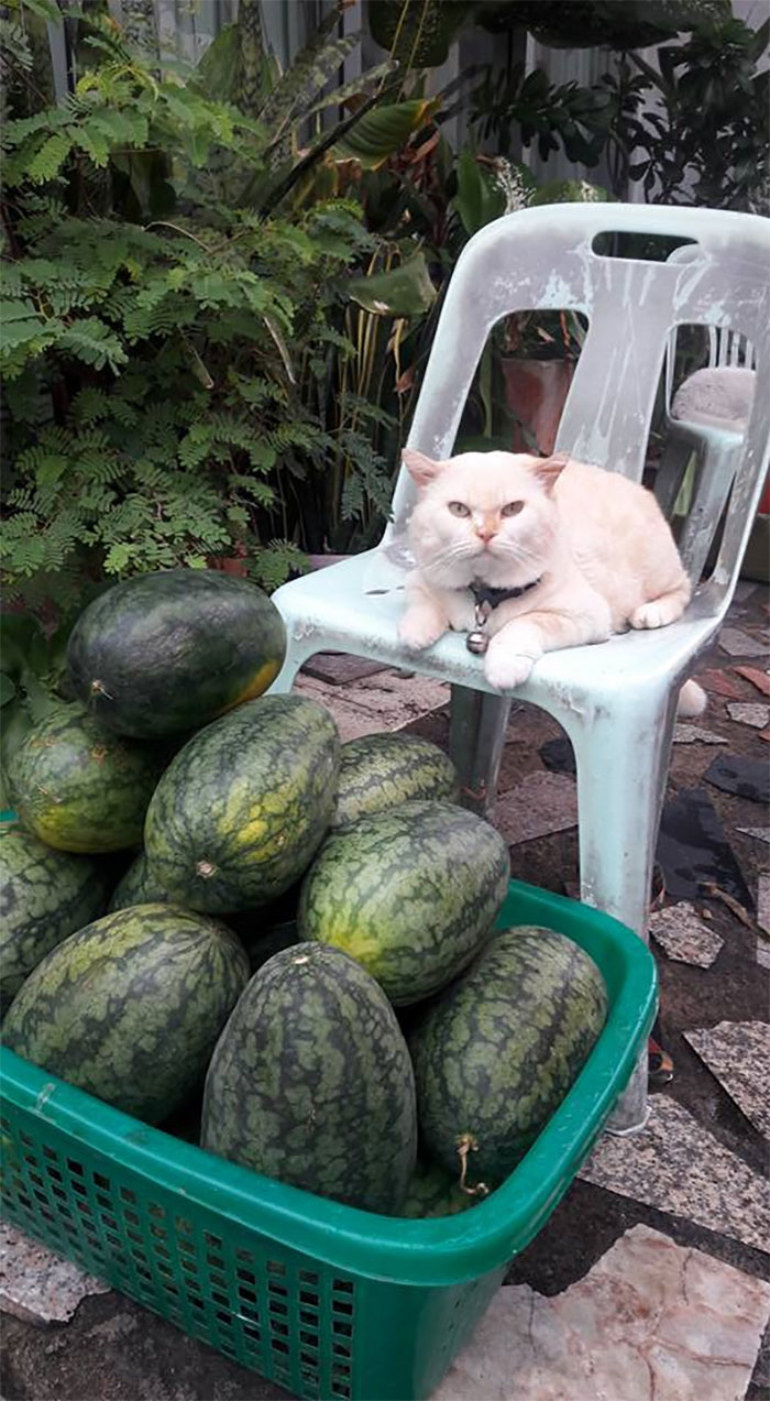 Angry-Looking Cat Supervises Watermelons In Thailand And Is Loved By The Community