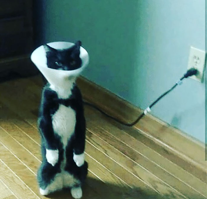 Funny-Pets-With-Cones