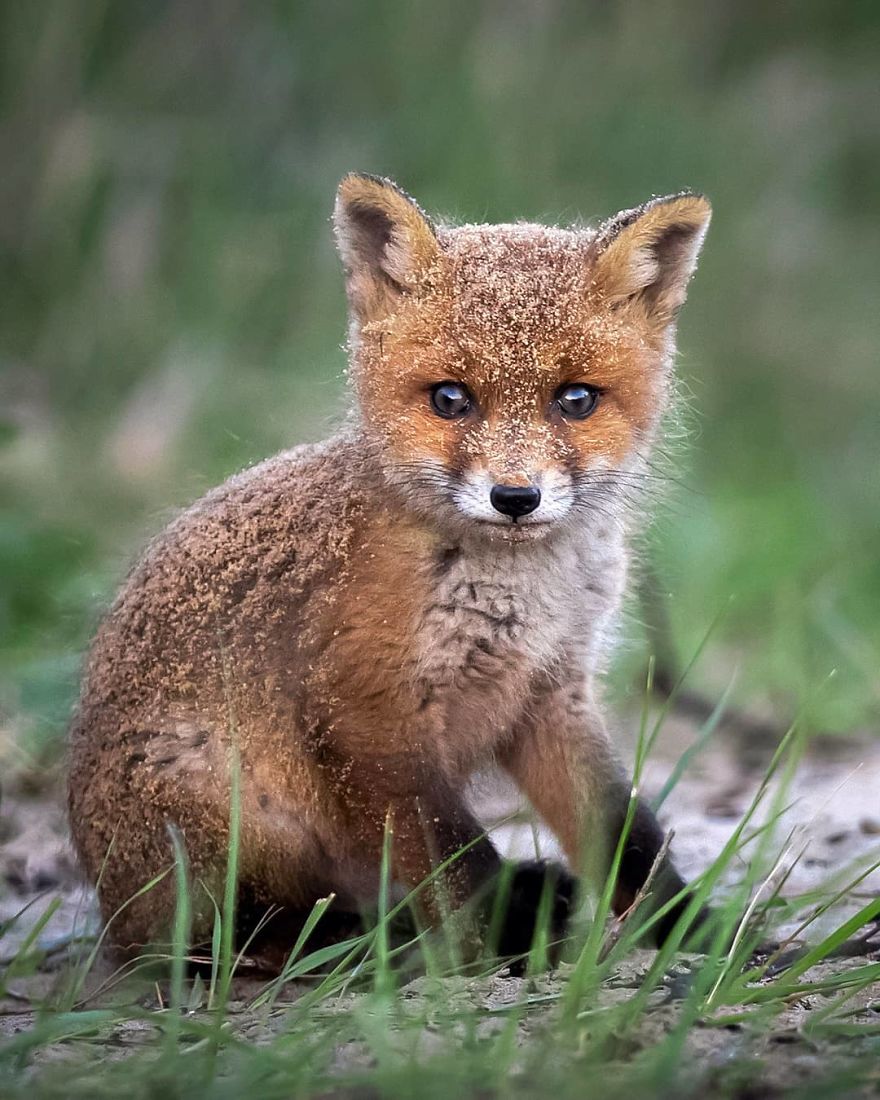 A Finnish Photographer Takes Adorable Photos Of Baby Animals That Would Melt Your Heart