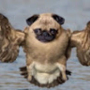 cadenorcadechesser avatar