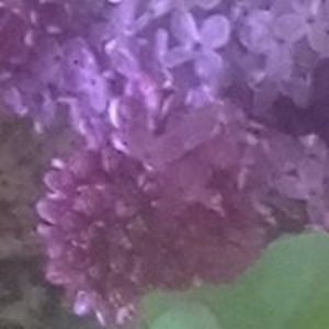 denisemeier309 avatar