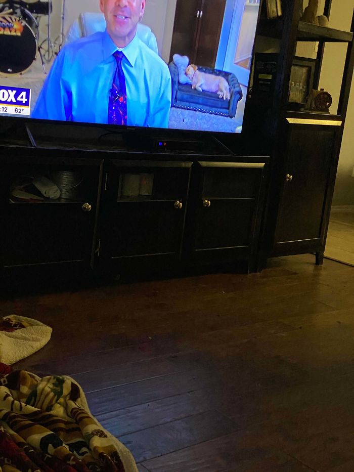 The Weather Man Dog Had A Small Dog Couch