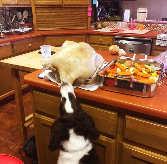 My Dog Ruining Christmas Dinner A Few Years Ago