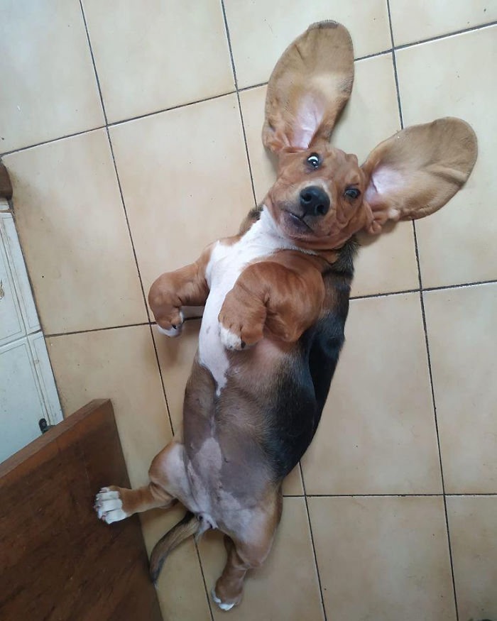 I Found A Wild Easter Bunny. It Barks A Little, So It Must Be Bilingual