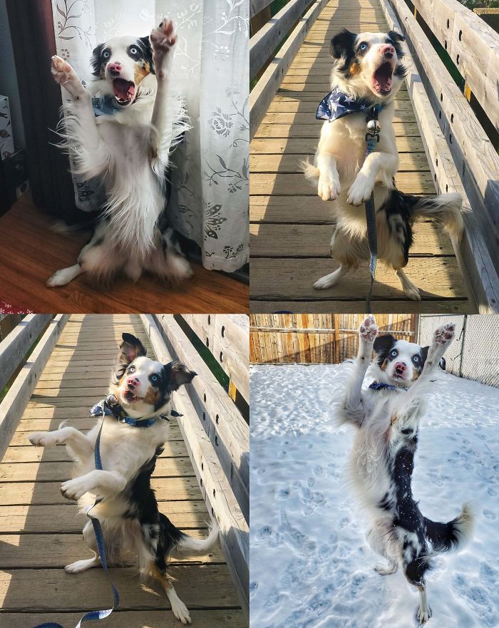 My Dog Is A Bit Of A Freak When The Camera Comes Out, And We Love Him For It