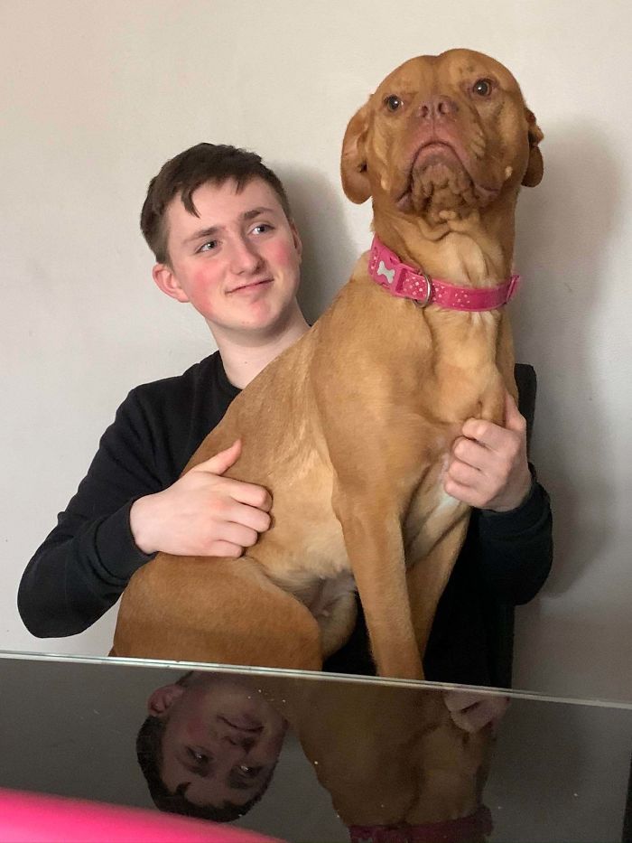 Not Sure If This Is Considered “Aww” Material, But I Was Sat At The Table And This Big Girl Decided To Be A Lap Dog