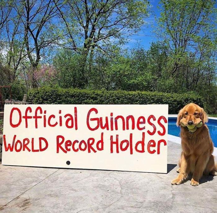 Finley The Golden Retriever Just Broke The Guinness World Record For Being Able To Hold Six Tennis Balls In His Mouth