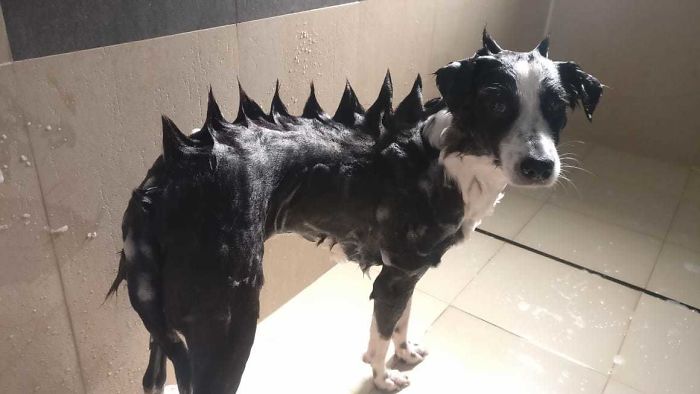 Fear The Mighty Doggosaurus! 🐕🦖