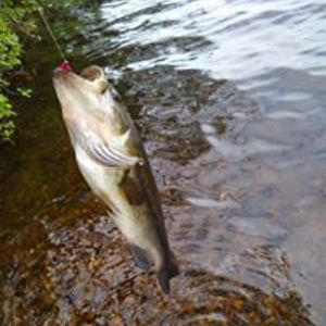 sesshomarurules01862 avatar