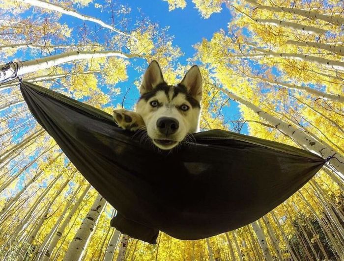 A Perfect Shot. Bat-Dog