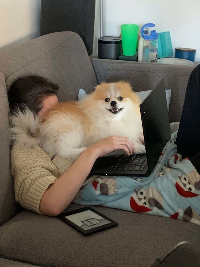 Trying To Be Productive At Home Be Like