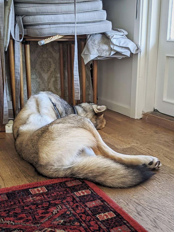 My Dog's Favorite Sleeping Position? Left Side, Right Side And On His Back, All At The Same Time.