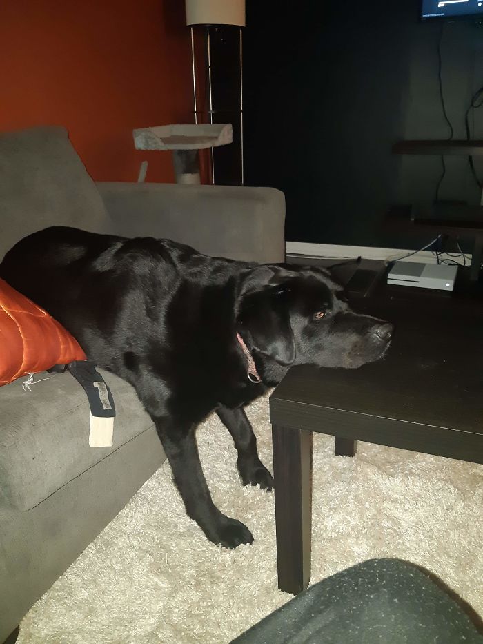 My Friends Dog While He Plays Call Of Duty.