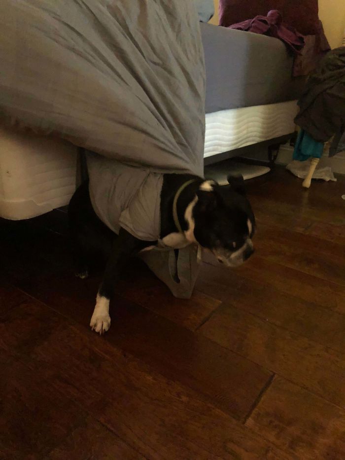 He Wouldn’t Come When I Called Him. Found Him Like This.