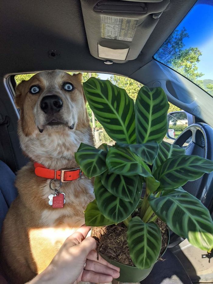 He's Not Keen On Plants.