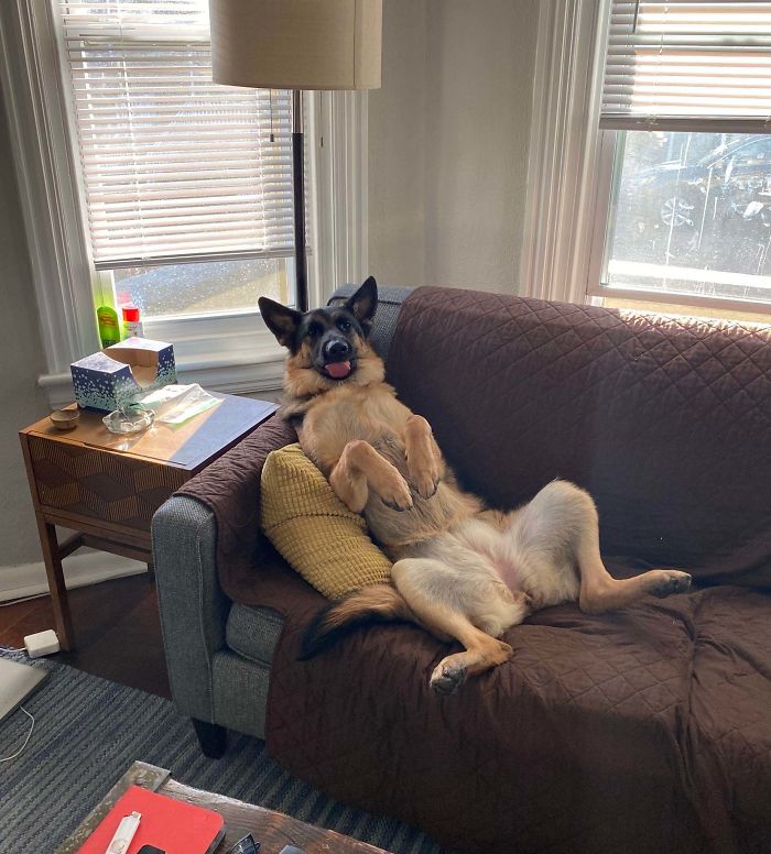I Come Downstairs To My 80lb Shepherd Watching Bob Burgers. I’ve Never Been Prouder.