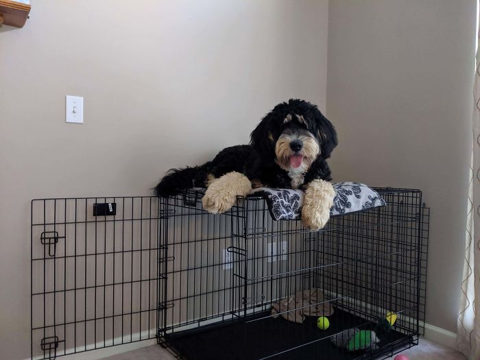 She's Discovered The Top Of Her Crate