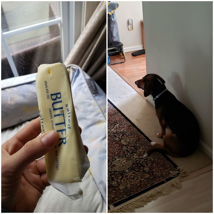 I Found My Dog's Butter Stash This Morning, Buried In Her Bed. She Doesn't Want To Talk About It.