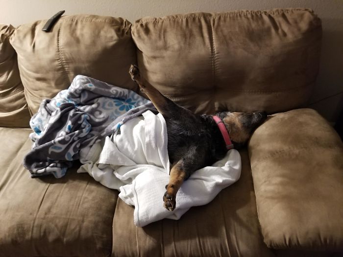 Are Dogs Supposed To Sleep Like This, Or Is Mine Broken?