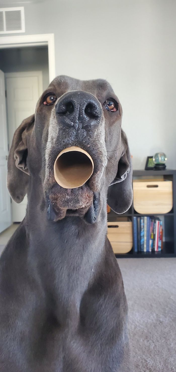 Gave Her A Tp Tube To Play With, And She Proceeded To Breathe Through It Like This For Over A Minute...