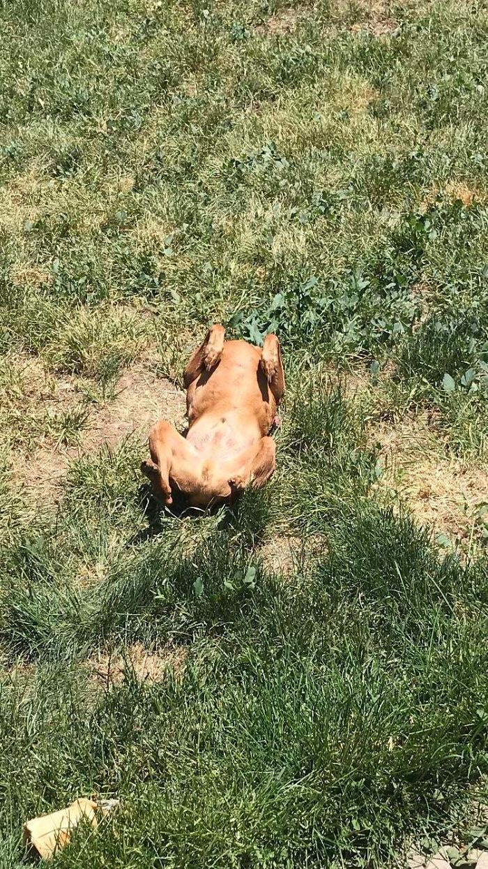 Too Hot Out... My Dog Turned Into A Rotisserie Chicken.