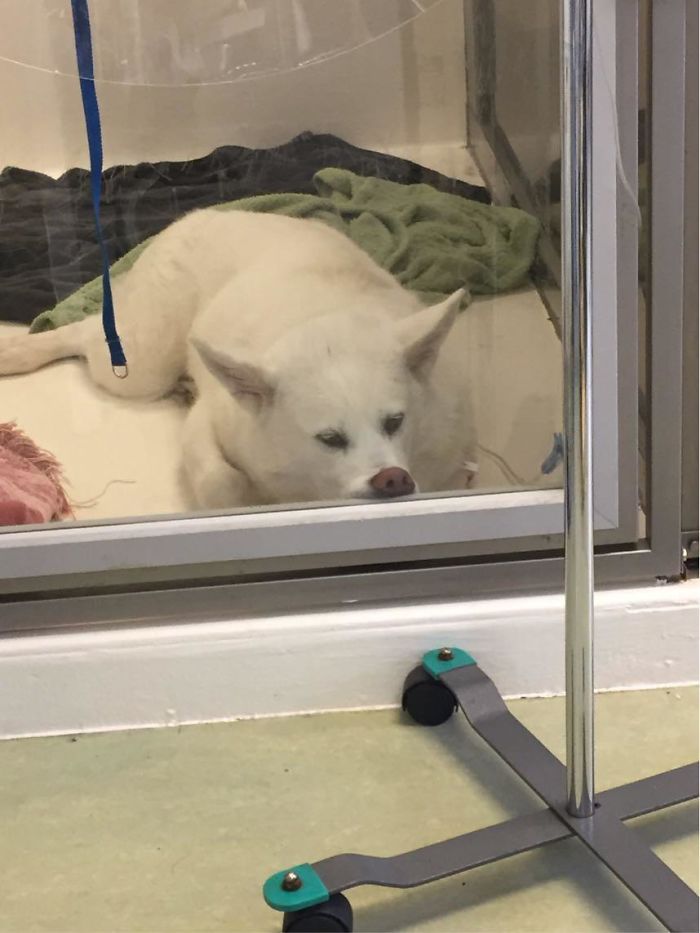 Vet Tech Sent A Picture Of Our Pup Waiting To Be Picked Up