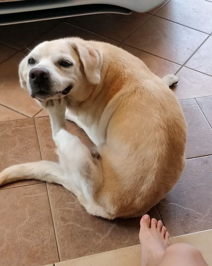 Caught Him Mid-Scratch, Looks Like He's Posing!