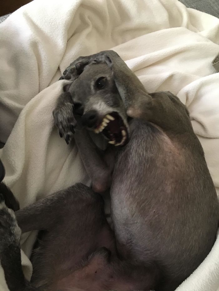 Enzo Playing Around, Looking A Little Crazy