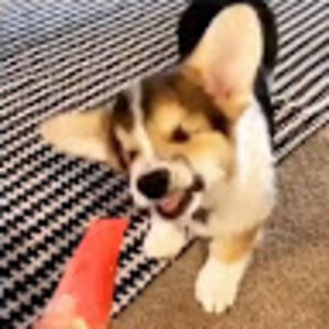 luckydogtitan avatar