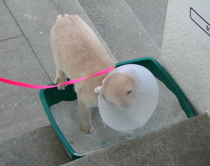 Funny-Pets-With-Cones