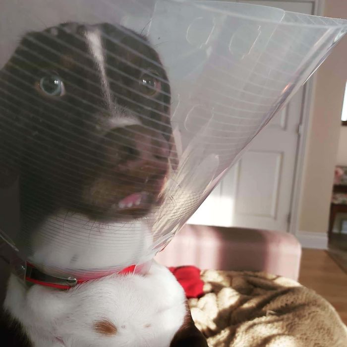 Funny-Pets-With-Cones