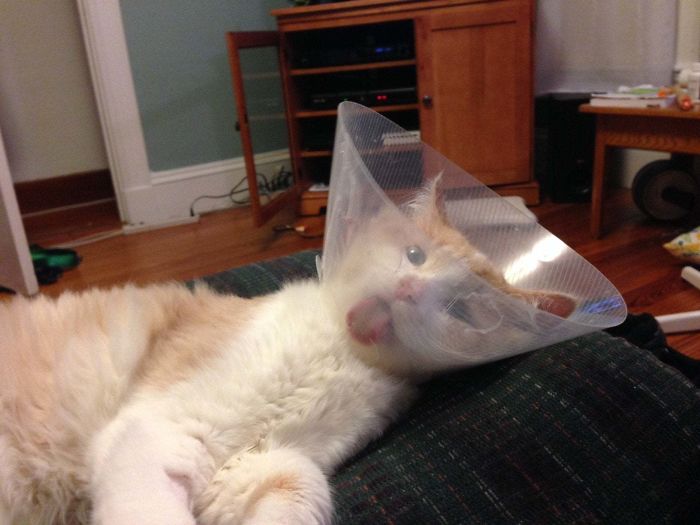 Funny-Pets-With-Cones
